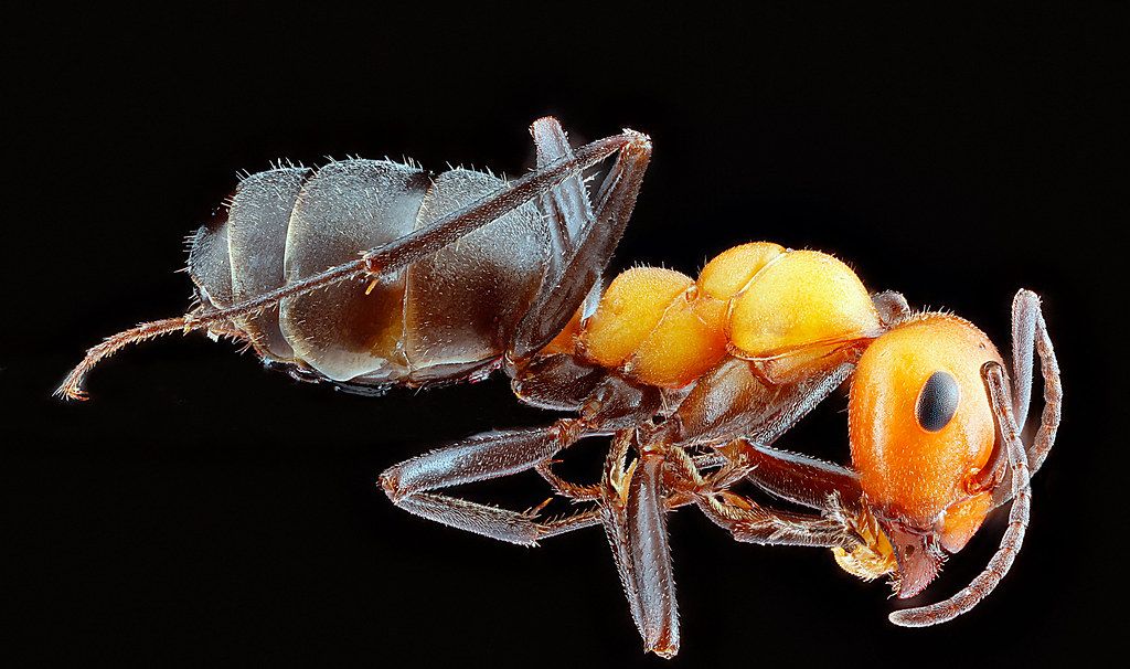 Ant Control service in Denton, TX