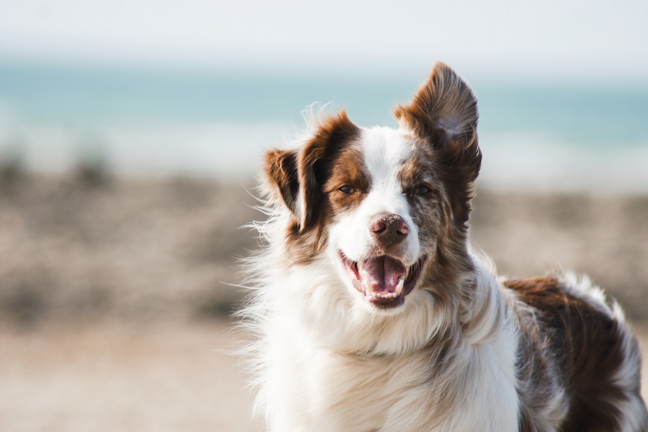Flea & Tick Control service in Denton, TX