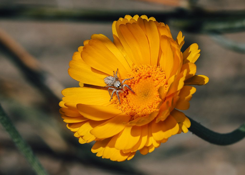 Spider Control service in Denton, TX